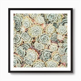 Echeveria Succulent Square Art Print