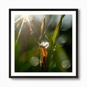 Dew Drop On Grass Art Print