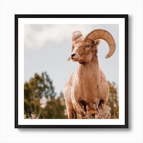 Desert Bighorn Sheep Square Art Print