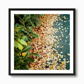 Autumn Leaves On The Ground Art Print