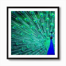 Green And Blue Peafowl Peacock Animal Color Brightly Colored Art Print