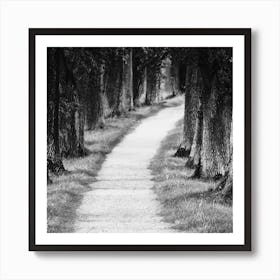 Path In The Woods Art Print