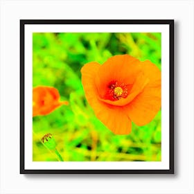 Orange Poppies Art Print