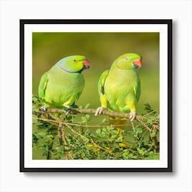Beautiful green birds Art Print