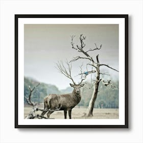 Deer In The Field Art Print