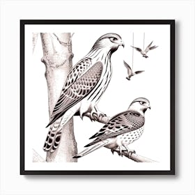 Hawk And Falcon Art Print