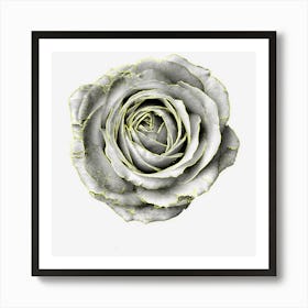 Rose Black And White Pretty Flower Art Print