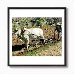 Farmer Plowing His Field Art Print