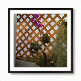 Ferns And Orchids Art Print