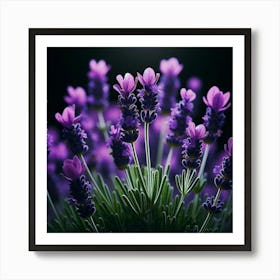 Lavender Flowers On Black Background Art Print