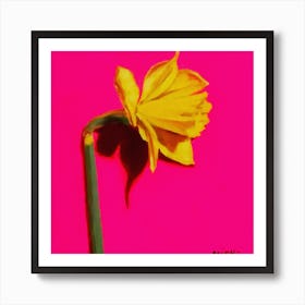 Daffodil Art Print