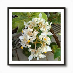 White Flowers On A Plant Art Print