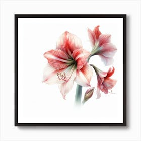 Amaryllis 3 Art Print