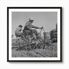 Merced County, California, Planting Peanuts These Are The First Peanuts To Be Planted In California By Russell Lee Art Print