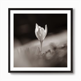 Crocus Sepia Tone Botanical Photography Art Print