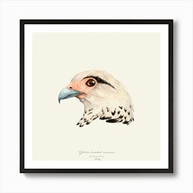 Yellow Headed Caracara 1 1 Art Print