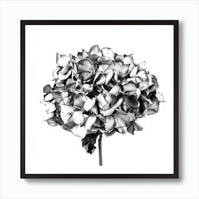 Hydrangea Art Print