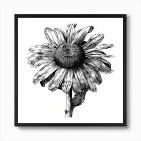 Black And White Daisy Art Print