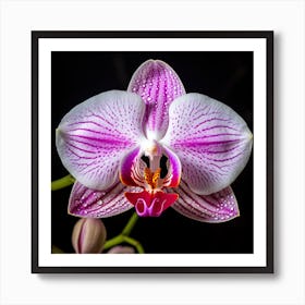 A Close Up Photo Of An Orchid’s Flower. Black background. Art Print