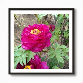 Peony in Japan 21 Art Print