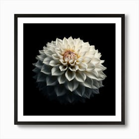 White Dahlia Flower on Black Background Art Print