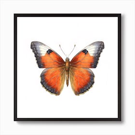Butterfly 32 Art Print