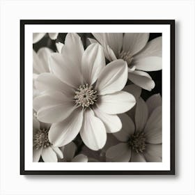 Black And White Flowers Art Print