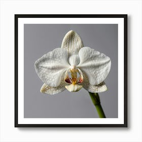 White Orchid Art Print