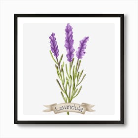 Lavender botanical drawing Art Print