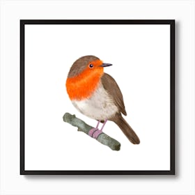 Robin Bird Poster