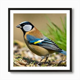 Bird Natural Wild Wildlife Tit Sparrows Sparrow Blue Red Yellow Orange Brown Wing Wings 2023 11 26t105047 Art Print