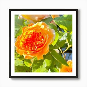 Orange Roses Art Print