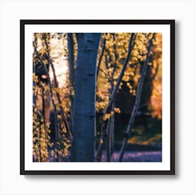 Birch Trees At Sunset Art Print