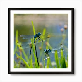 Dragonflies 2 Art Print