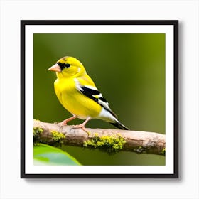 Goldfinch 6 Art Print