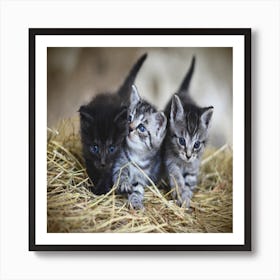 Kittens In Hay Art Print