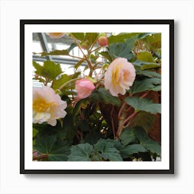 Begonias 15 Art Print