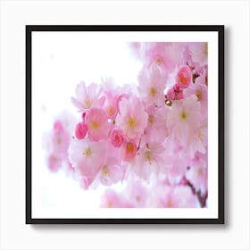 Cherry Blossoms Art Print