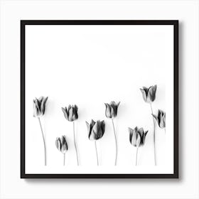 Black And White Tulips Art Print