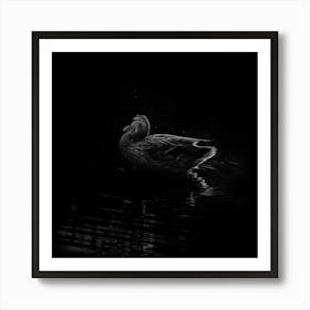 Black And White Duck Floating In The Water Art Print