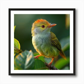 Green Wattled Woodpecker Art Print