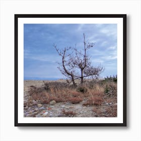  Tree on the  Beach Art Print