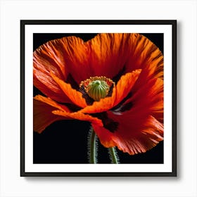 Ethereal poppy flower 5 Art Print