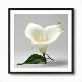 Calla Lily 5 Art Print