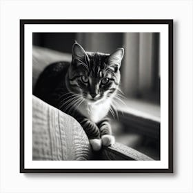 Black And White Cat 6 Art Print