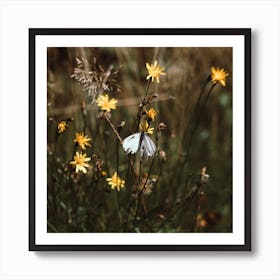White Butterfly In The Countryside  Colour Nature Photography Square Art Print