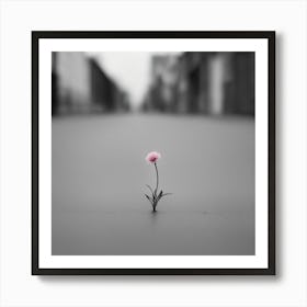 Flower In The Street Art Print