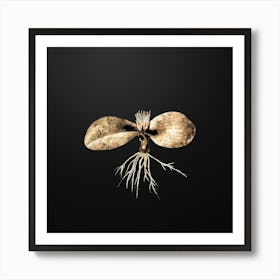 Gold Botanical Massonia Pustulata on Wrought Iron Black n.0714 Art Print