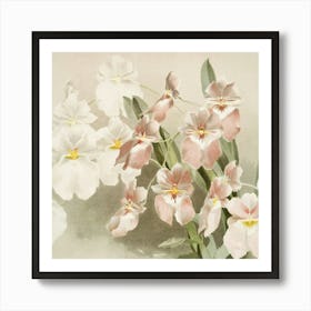 Frederick Sander Odontoglossum Vexillarium From Reichenbachia Orchids Art Print