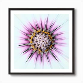 White Pink Flower // Nature Photography Art Print